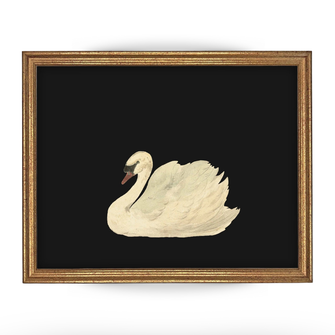 Vintage Framed Black Swan Art