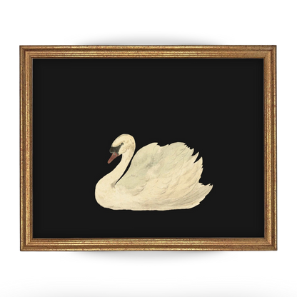Vintage Framed Black Swan Art