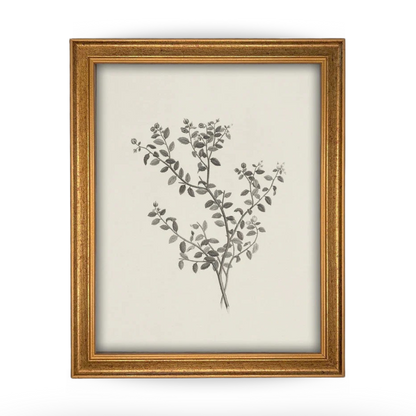 Vintage Framed Botanical Sketch