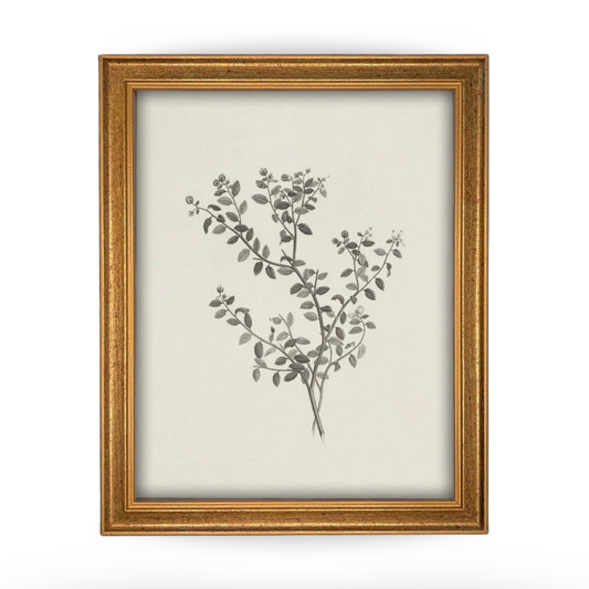 Vintage Framed Botanical Sketch