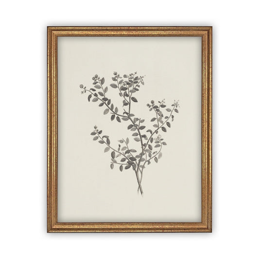 Vintage Framed Botanical Sketch