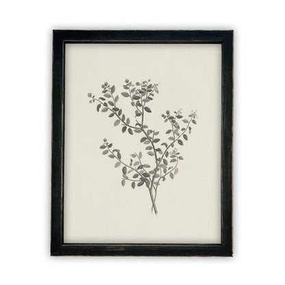 Vintage Framed Botanical Sketch