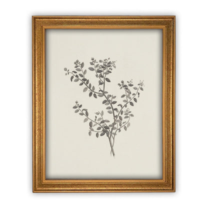 Vintage Framed Botanical Sketch