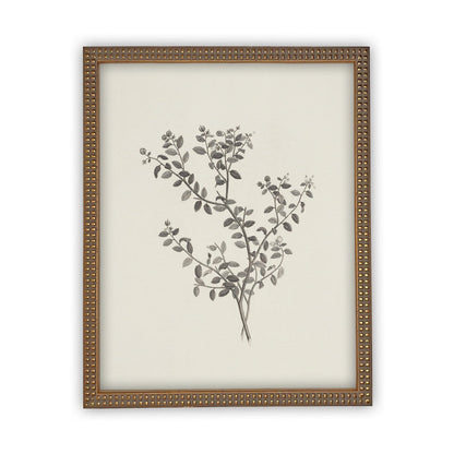 Vintage Framed Botanical Sketch